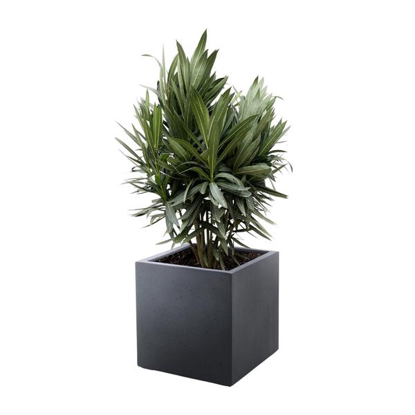 Potted plant with long, green, spiky leaves in a dark square pot against a white background