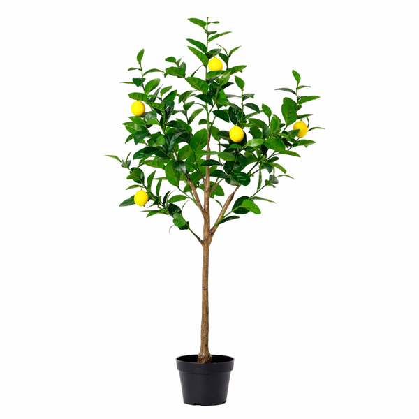 Lemon tree in a black pot with several ripe yellow lemons and glossy green leaves.