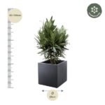 Potted plant in a dark square pot with a vertical ruler showing 80–100 cm on the left and a circle indicating 25 cm diameter beneath; winter-hardy badge at top-right.