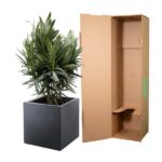 Green leafy plant in a square gray planter beside an open brown cardboard box used for moving or packing