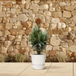 Potted green plant with long, narrow leaves in a white ceramic pot on a beige tiled patio in front of a stone wall.