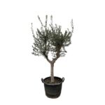 Potted olive tree with a gnarled trunk and silvery-green leaves in a black container.