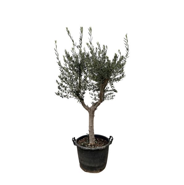 Potted olive tree with a gnarled trunk and silvery-green leaves in a black container.