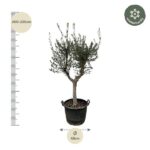 Olive tree in a black pot with vertical height scale showing 200–220 cm and a 45 cm pot diameter; winter hardy.