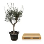 Olive tree in a black pot next to a light wooden pallet on a white background.