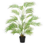 Indoor potted palm plant with tall slender stems and long, feathery green fronds in a black pot.