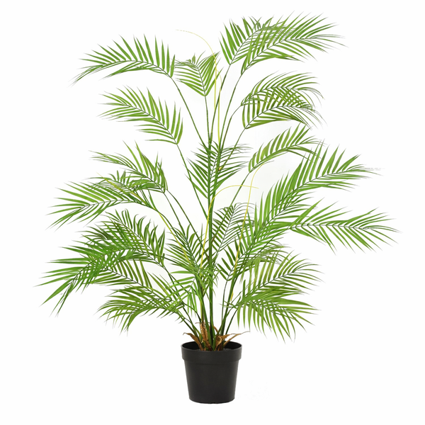 Indoor potted palm plant with tall slender stems and long, feathery green fronds in a black pot.