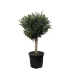 Small olive tree in a black plastic pot with a rounded, dense green canopy.