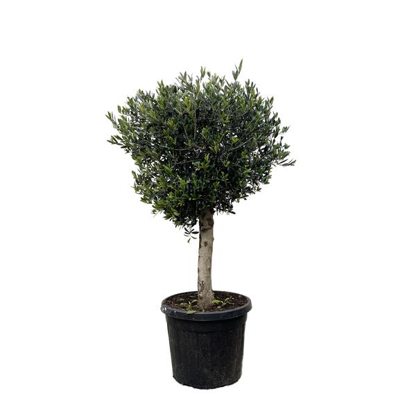 Small olive tree in a black plastic pot with a rounded, dense green canopy.