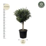 Tall potted olive tree, ~170–190 cm tall, in a black nursery pot; pot diameter about 50 cm; scale marks shown beside.