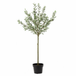 Young olive tree in a black pot with a slender trunk and abundant green leaves.