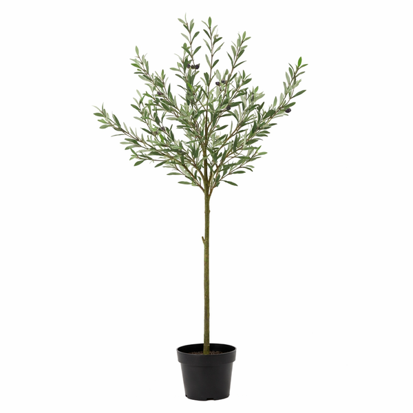Young olive tree in a black pot with a slender trunk and abundant green leaves.