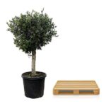 Olive tree in a black pot next to a light wooden pallet on a white background.