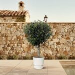 Decorative potted tree on a tiled patio in front of a stone wall with lanterns in the background.
