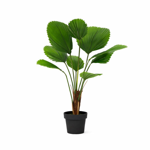 Potted plant with large glossy green fan-shaped leaves in a black pot on a white background.