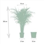 Diagram of a tall potted plant about 120 cm tall with a 70 cm wide canopy, flanked by two small pots each about 21 cm wide.