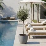 Potted olive tree by a resort poolside with wicker lounge chairs and rolled towels under a white umbrella.