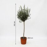 Tall olive tree in a terracotta pot, 160 cm high with a 24 cm pot diameter on a white background.
