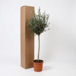 Potted olive tree with a slender trunk and green leaves beside a tall brown shipping box on a white background.