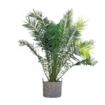 Indoor palm plant with multiple green fronds in a woven basket planter.