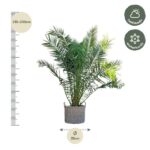Tall palm in a woven basket, about 210–230 cm tall with a 35 cm pot; left ruler and half‑shade/winter hardy icons indicate care/size.
