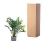 Potted palm plant beside a tall brown cardboard box, likely a delivery or packaging scene
