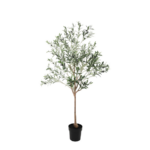 Potted olive tree with a slender trunk and silvery-green leaves in a black pot.