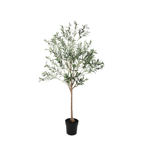 Potted olive tree with a slender trunk and silvery-green leaves in a black pot.