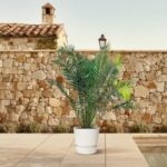 Potted palm plant on a beige tiled patio with a rustic stone wall in the background.