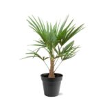 Potted palm-like plant with multiple slender trunks and long pointed green leaves in a black pot outside the scene edge.
