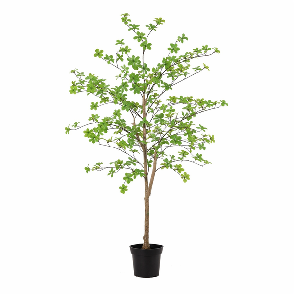Young tree in a black pot with dense green leaves and a thin brown trunk.