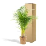 Potted palm plant in a woven basket placed next to a tall cardboard shipping box, on a white background.