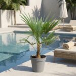 Potted palm plant by a swimming pool with lounge chairs and an umbrella in the background.