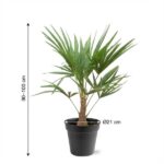 Palm tree plant in a black pot, about 90–100 cm tall, with a pot diameter of 21 cm.