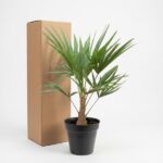 Small palm plant in a black pot beside a tall cardboard shipping box on a white background.