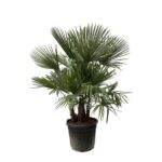 Potted palm plant with fan-shaped green fronds in a black plastic pot.