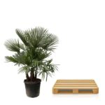 Potted palm plant next to a wooden pallet on a white background.