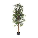 Tall potted indoor tree with multiple slender brown trunks and dense green leaves in a black pot, likely a ficus houseplant.