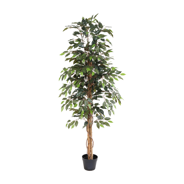 Tall potted indoor tree with multiple slender brown trunks and dense green leaves in a black pot, likely a ficus houseplant.