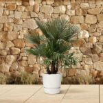 Small palm plant in a white pot on a light tiled patio with a stone wall backdrop behind it.