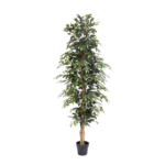 Tall leafy potted plant with a slender trunk in a black container for indoor decor.