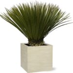 Potted palm plant in a square beige concrete pot on a white background.