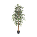 Tall potted ficus tree with variegated green and cream leaves in a black planter.