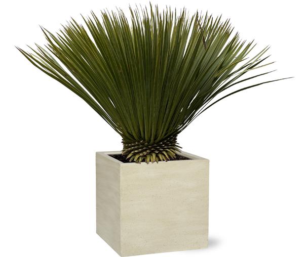 Potted palm plant in a square beige concrete pot on a white background.