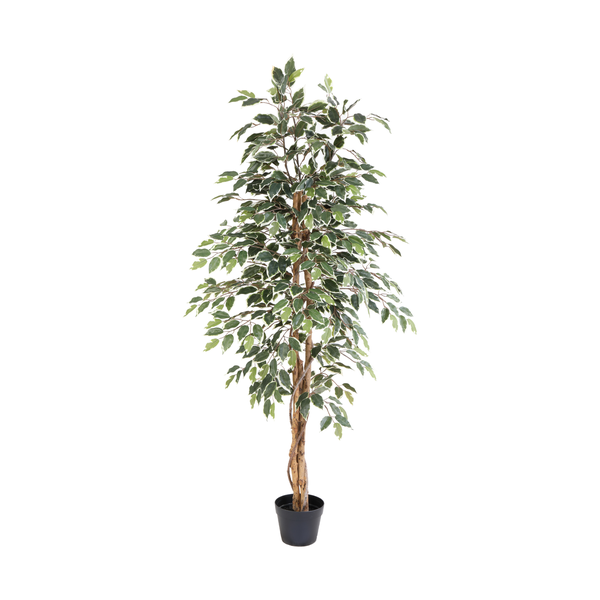 Tall potted ficus tree with variegated green and cream leaves in a black planter.