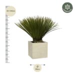 Decorative potted plant with spiky green leaves in a square beige pot; a vertical scale on the left shows 80–100 cm tall, and a 30 cm width indicator at bottom; winter hardy badge nearby.