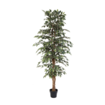 Tall potted indoor ficus plant with a slender trunk and dense green leaves in a black pot.