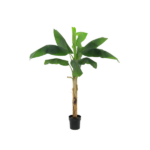 Banana plant in a black pot with large green leaves against a white background, centered.