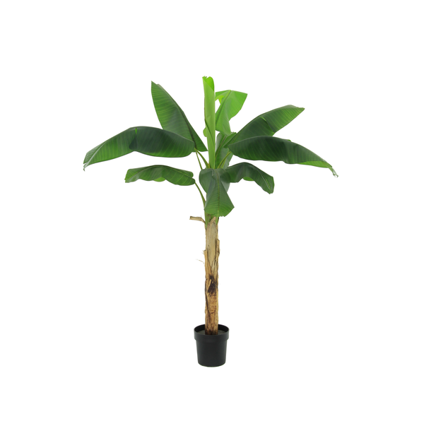 Banana plant in a black pot with large green leaves against a white background, centered.