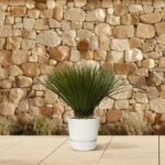 Potted palm in a white planter on a tiled patio with a stone wall backdrop.